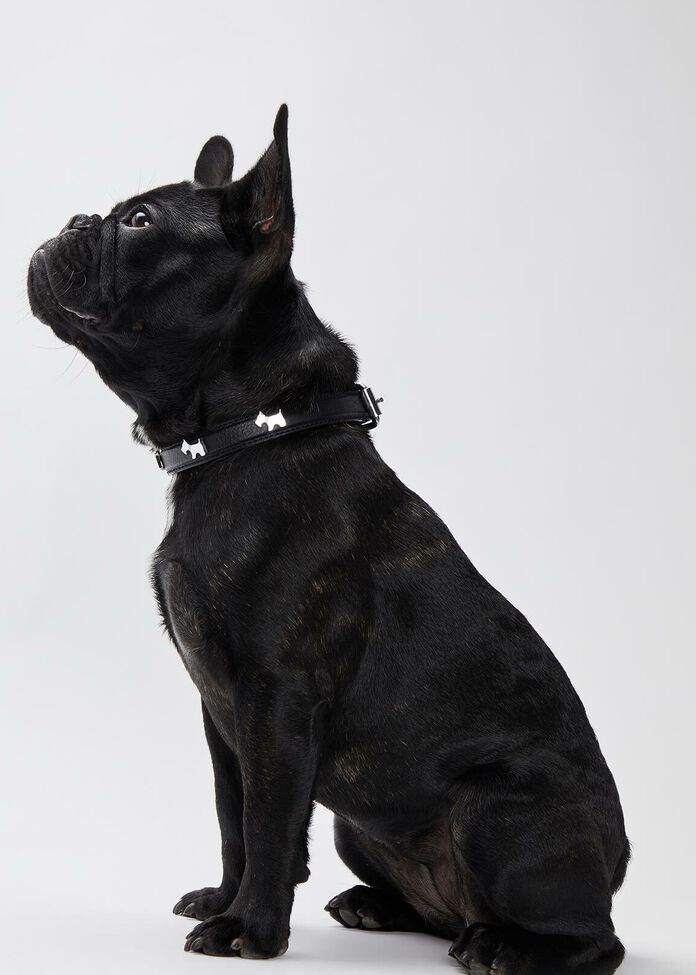 Walkies Adjustable Dog Collar, , hi-res