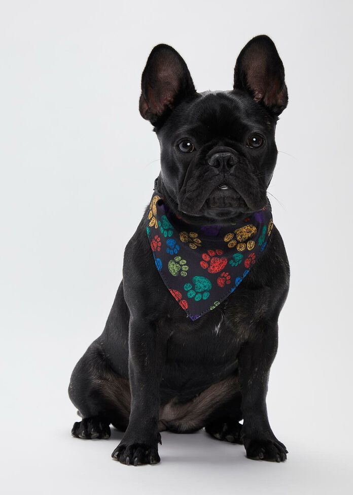 Multicolour Print Pet Bandana, , hi-res
