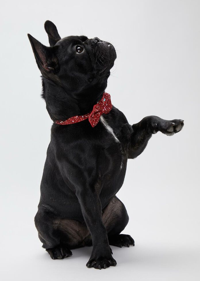 Red Glitter Bow Tie Pet Collar, , hi-res