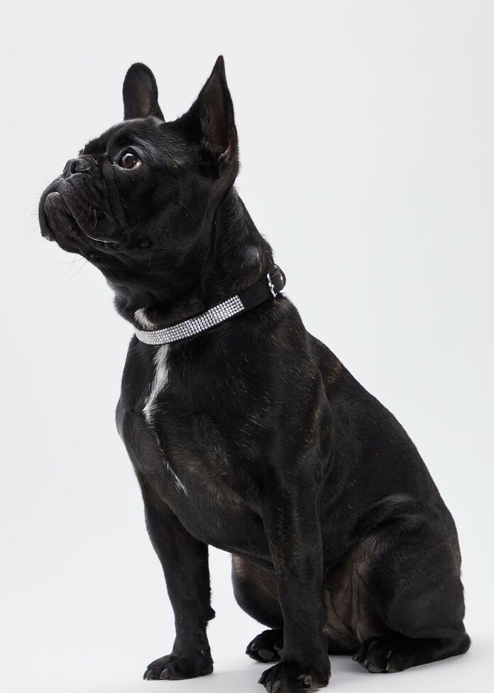 Rhinestone Bling Pet Collar, , hi-res