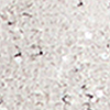 Mesh Sequin Kaya Overtop, taupe beige, swatch