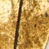 Long Metallic Oval Necklace, gold, swatch