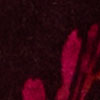 Midnight Rose Velour Cardigan, berry floral print, swatch