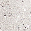 Mesh Sequin Kaya Overtop, taupe beige, swatch